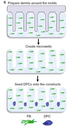 3D打印毛囊突破性進展 '頭發(fā)工廠'將為禿頂帶來新希望